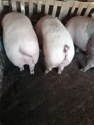 Scrofițe și șoldani de carne  - imagine 5