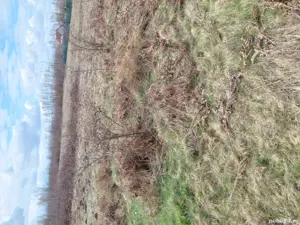 vând terenuri Valea Avrigului  - imagine 5