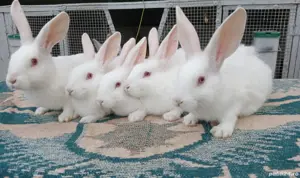 Pui hycole francez! - imagine 3 Pui hycole francez! - imagine 3