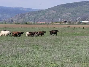 Capre tinere si iede