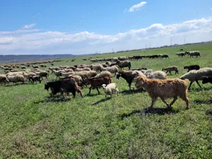 Capre tinere si iede - imagine 2