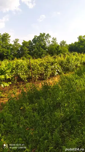 casa comnina Romanesti Jud. Botosani - imagine 3