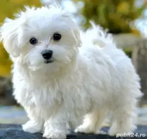  Bichon alb mini cu garantie la oferta 