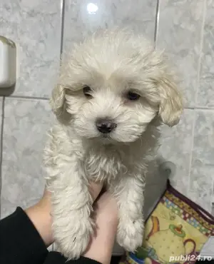  Bichon alb mini cu garantie la oferta  - imagine 2