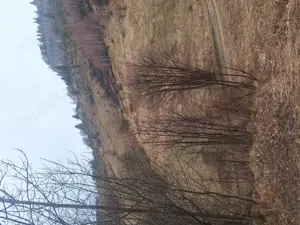 Teren intravilan Măgura  - imagine 5