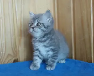 British Shorthair Blue tabby chinchilla  - imagine 2