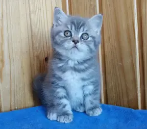 British Shorthair Blue tabby chinchilla  - imagine 3