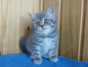 British Shorthair Blue tabby chinchilla 