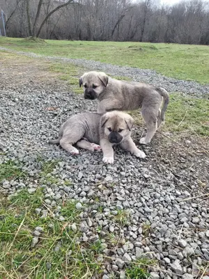 Vând căței rasa Kangal 