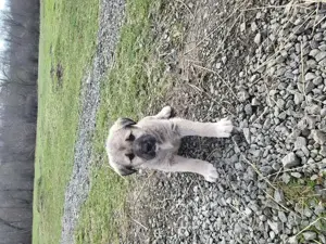 Vând căței rasa Kangal  - imagine 5