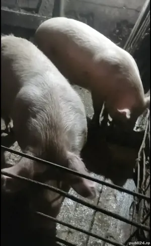 Vand porci de carne - imagine 2