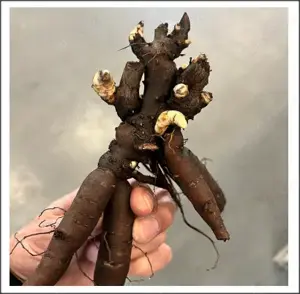 Bujor Coral Sunset - planta - imagine 2