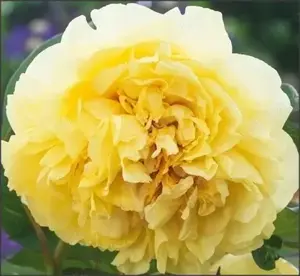 oferta unica iulie 2025: 2 plante H =20cm - Bujor galben Yellow Crown - flori mari, parfumate