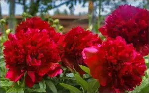 oferta 3 plante bujor rosu cu Florile uriase si parfumate- plante la ghiveci neinflorite