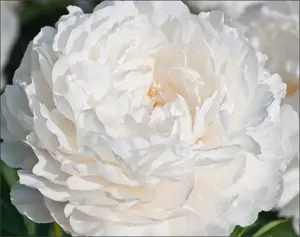 Bujorul Shirley Temple - flori mari de culoare alb cu puțin roz