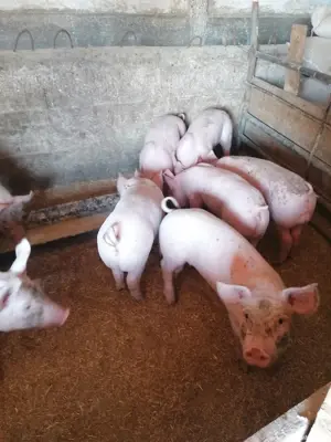 Vând Porci - imagine 5