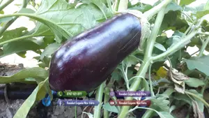 Rasaduri | Rasad Vinete Aragon Alexandra Black Beauty Albe Romanita - imagine 6