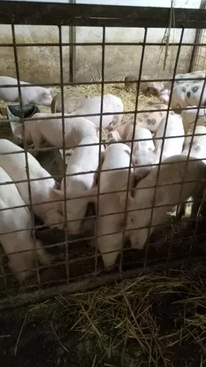 Purcei aproximativ 20 kg 450 lei bucata - imagine 2