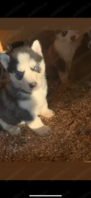 Vând cățeluși husky siberieni. - imagine 2
