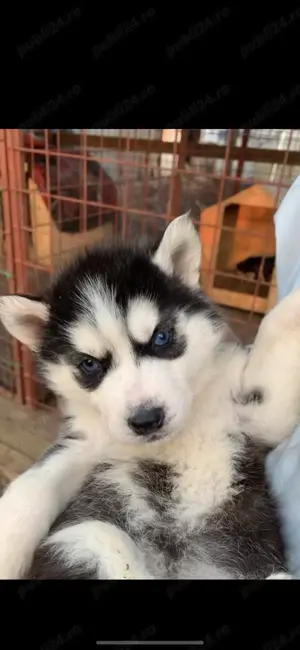 Vând cățeluși husky siberieni. - imagine 3