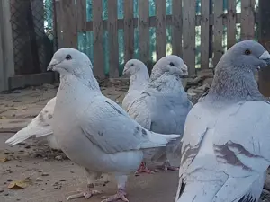 Porumbei Standard Românesc de frumusete - imagine 3