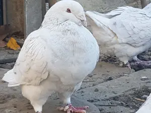 Porumbei Standard Românesc de frumusete - imagine 2