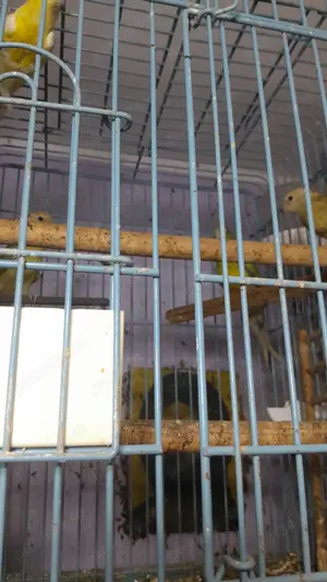 Papagali Cântători minunați! - imagine 3