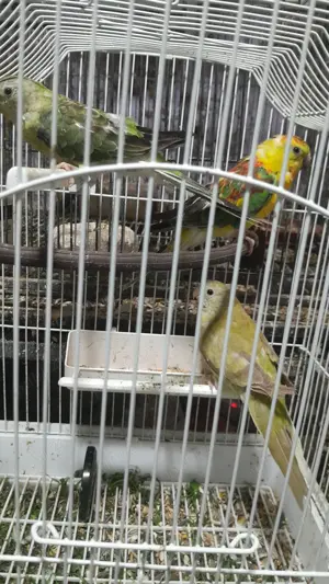 Papagali Cântători minunați! - imagine 2