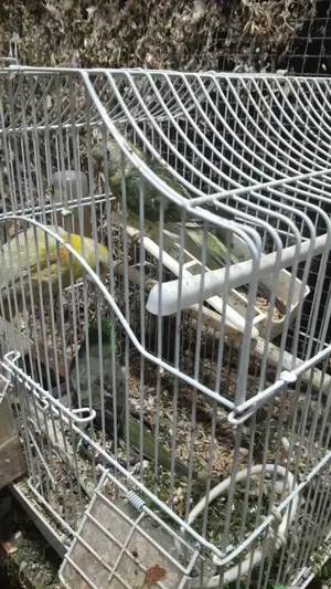 Papagali Cântători minunați! - imagine 4