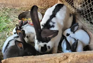 Vând pui Fluture German  - imagine 2