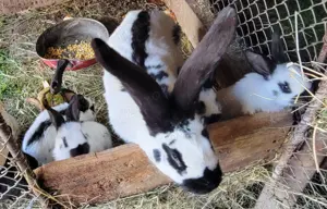 Vând pui Fluture German 