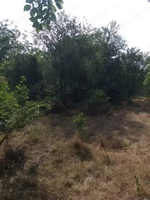 Oferta Teren 5000 MP + Casă batraneasca de Vânzare în Comuna Drăgănești, Prahova - imagine 9