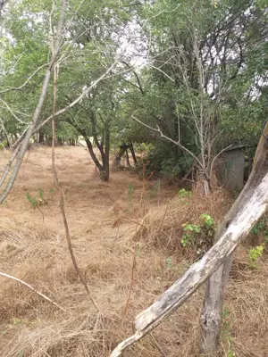 Oferta Teren 5000 MP + Casă batraneasca de Vânzare în Comuna Drăgănești, Prahova - imagine 10