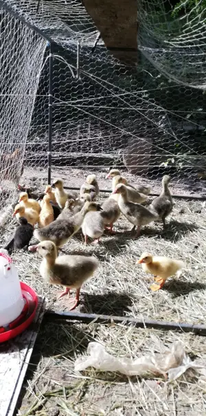 Bobocei de gasca  - imagine 3 Bobocei de gasca  - imagine 3