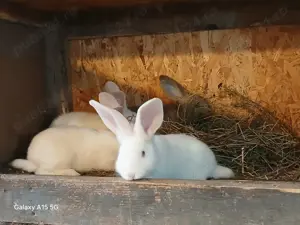 Iepuri Uriași German - imagine 2