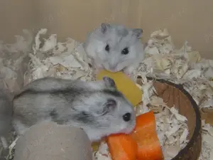 Hamster pitici  - imagine 3