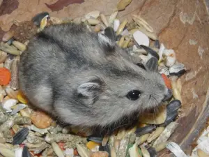 Hamster pitici 