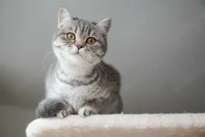 Fata American Shorthair Blue tabby  - imagine 3