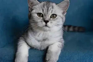 Fata American Shorthair Blue tabby  - imagine 2