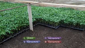 Rasaduri Rosii | Rasad Rosii Ardei Castraveti Vinete Dovlecei etc - imagine 2