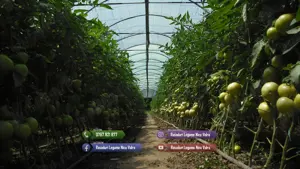 Rasad rosii castraveti ardei vinete alte rasaduri legume de vanzare - imagine 5