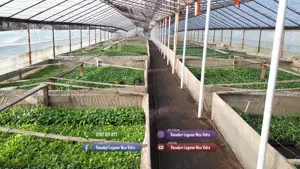 Rasaduri Rosii | Rasad Rosii Ardei Castraveti Vinete Dovlecei etc - imagine 3