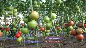 Rasaduri Rosii | Rasad Rosii Ardei Castraveti Vinete Dovlecei etc - imagine 6