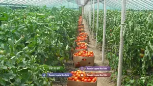 Rasaduri Rosii | Rasad Rosii Ardei Castraveti Vinete Dovlecei etc - imagine 7