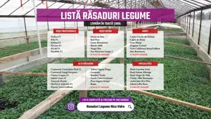 Rasaduri | Rasad de Ardei Gras Potop, Capia Ureche de Elefant, Gogosar - imagine 3