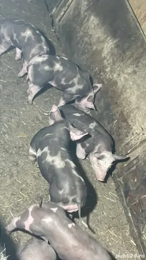 vand porci si purcei pietrean belgian  - imagine 3 vand porci si purcei pietrean belgian  - imagine 3