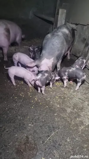 vand porci si purcei pietrean belgian  - imagine 2 vand porci si purcei pietrean belgian  - imagine 2