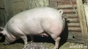 vand porci si purcei pietrean belgian 
