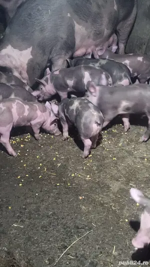 vand porci si purcei pietrean belgian  - imagine 4 vand porci si purcei pietrean belgian  - imagine 4