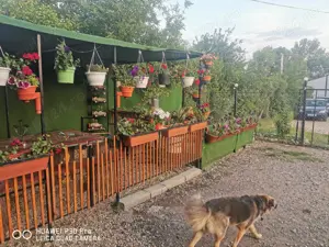 Vând spațiu comercial în buziaș  - imagine 7